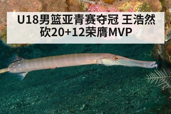 U18男篮亚青赛夺冠 王浩然砍20+12荣膺MVP